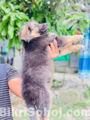 German shepherd Dog